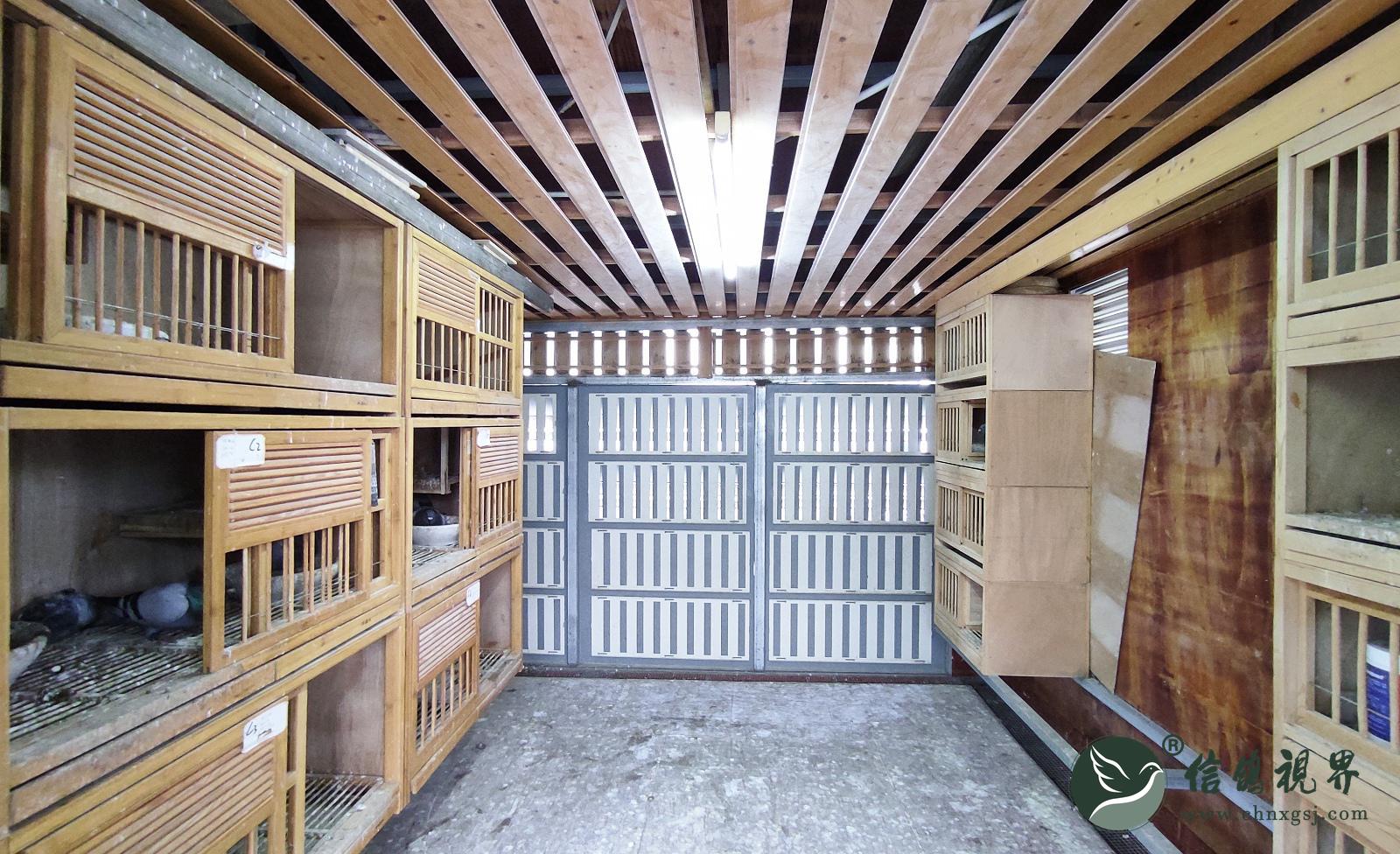 丨"翁周冠维"鸽舍办公室这些优质种鸽的引入,为翁冠维后续的育种工作