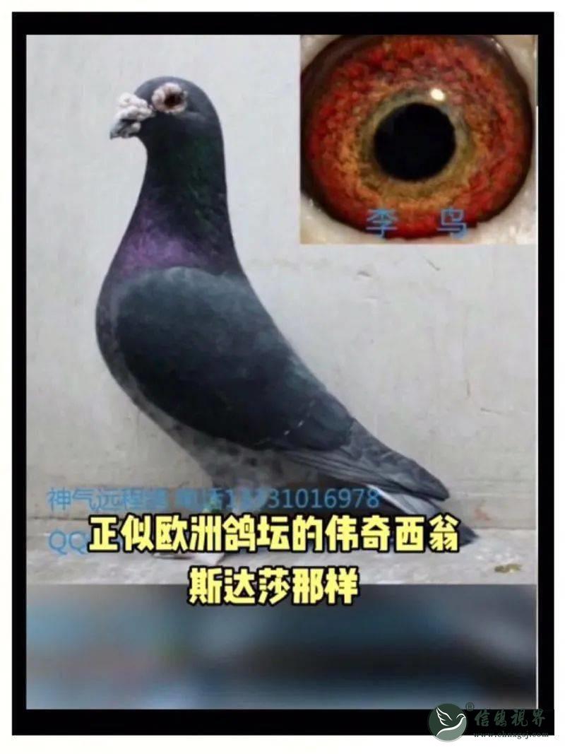 中国现代赛鸽之父李梅龄和他的"李鸟"鸽系