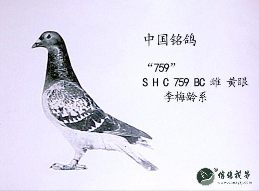 中国现代赛鸽之父李梅龄和他的李鸟鸽系