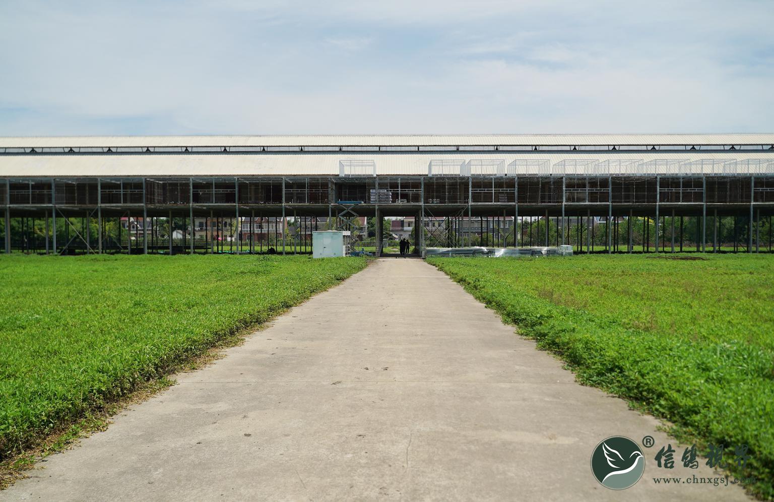 上海蓝色海湾首届春棚探访,收鸽突破13000羽!