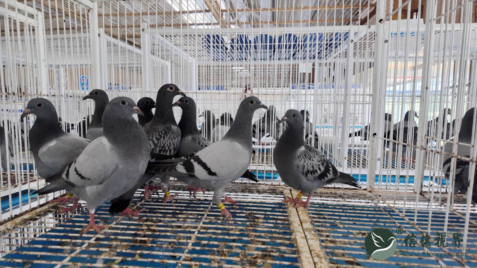 主教练张教练随机抓来了两只鸽子,其中一只小鸽子中等体型,骨架强壮