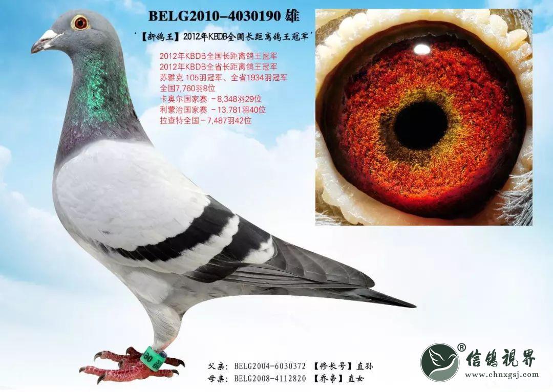 杨阿腾鸽系：长距离赛鸽的卓越代表
