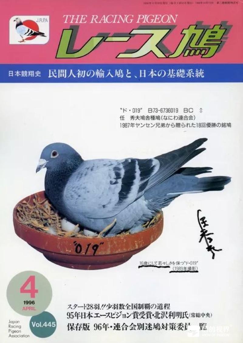 慧眼识珍：这样的近亲鸽，为何具有超凡做种价值？